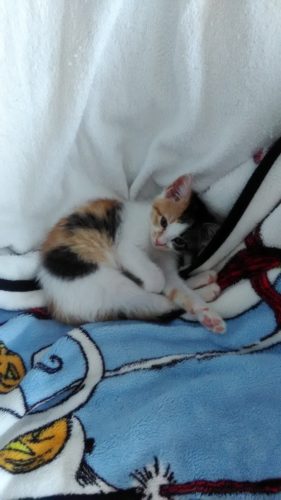 18日のチッチとこぶち♪