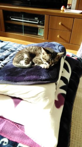 24日のチッチとこぶち♪