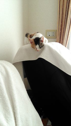 2日のチッチとこぶち♪