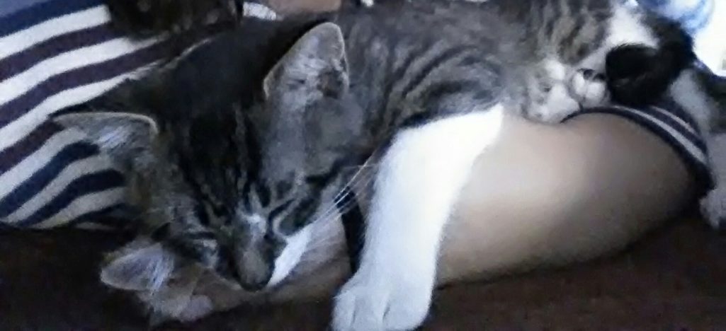 3日のチッチとこぶち♪