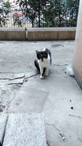 岩槻店のブチコさん♪