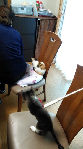 8日のチッチとこぶち♪