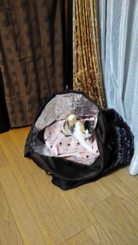 9日のチッチとこぶち♪