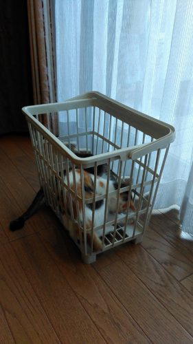 10日のチッチとこぶち♪