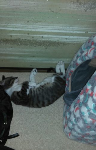 11日のチッチとこぶち♪