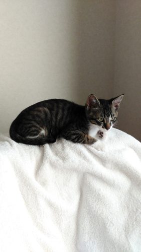 13日のチッチとこぶち♪