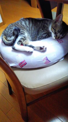 15日のチッチとこぶち♪