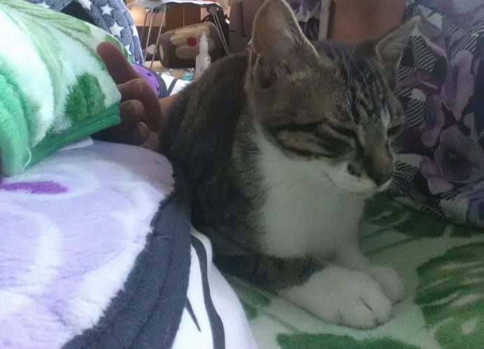 21日のチッチとこぶち（ブロードライン投与）♪