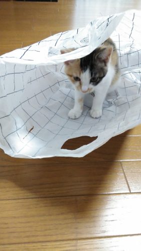 23日のチッチとこぶち（ゲー2日目）