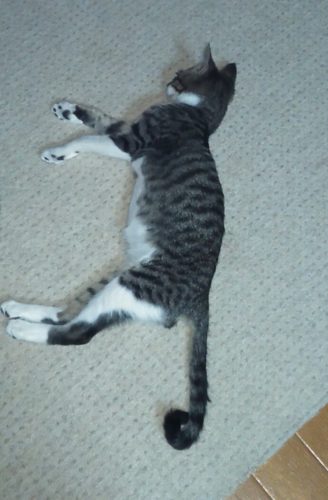 4日のチッチとこぶち♪