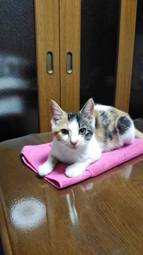 6日のチッチとこぶち♪