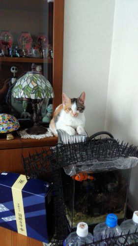 8日のチッチとこぶち♪