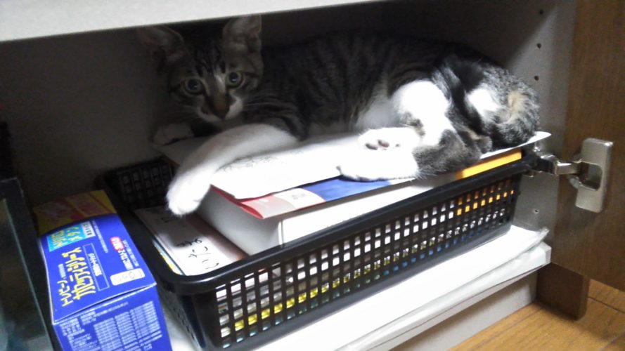 12日のチッチとこぶち♪