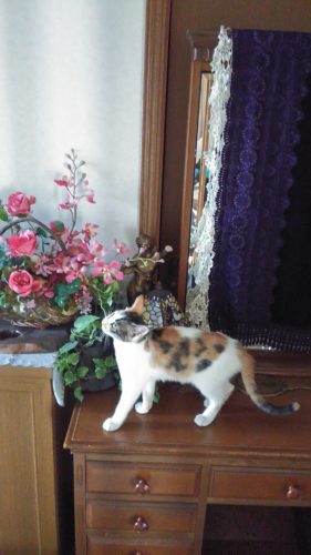 15日のチッチとこぶち♪