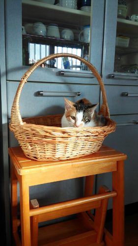 16日のチッチとこぶち♪