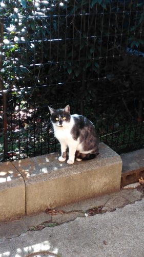 岩槻店のブチコさん♪