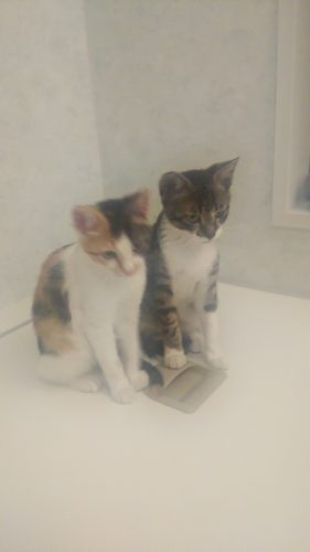 17日のチッチとこぶち♪