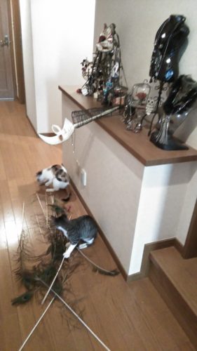 18日のチッチとこぶち♪