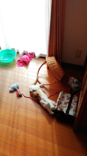 19日のチッチとこぶち♪