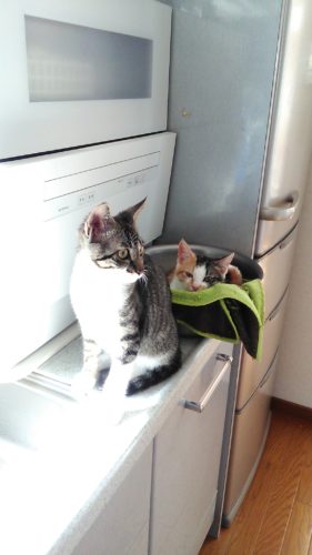 20日のチッチとこぶち♪