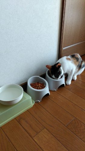 21日のチッチとこぶち♪