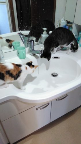 22日のチッチとこぶち♪