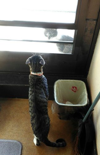 岩槻店のブチコさんチッチと再会♪