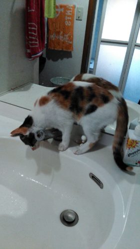 28日のチッチとこぶち♪