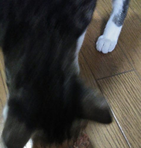 2日のチッチとこぶち（どっちかがゲー）