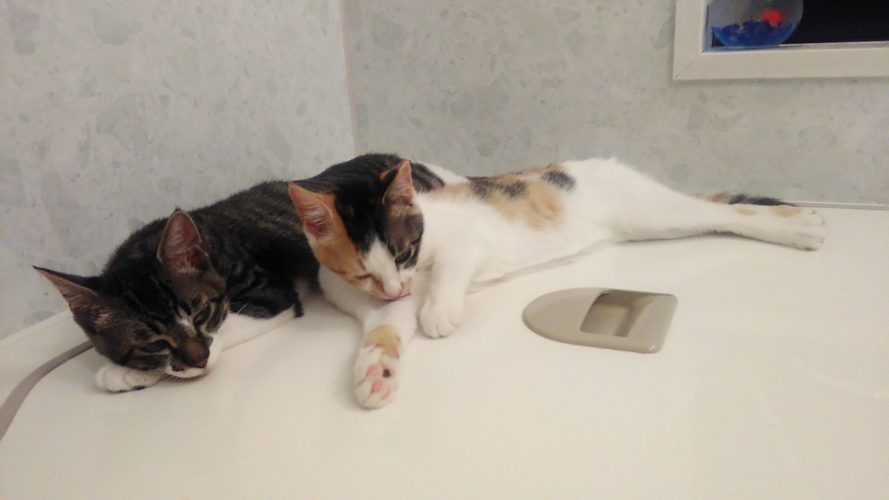 6日のチッチとこぶち♪