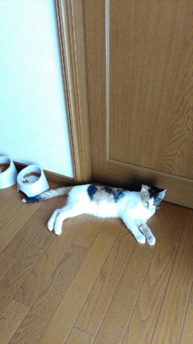 7日のチッチとこぶち♪