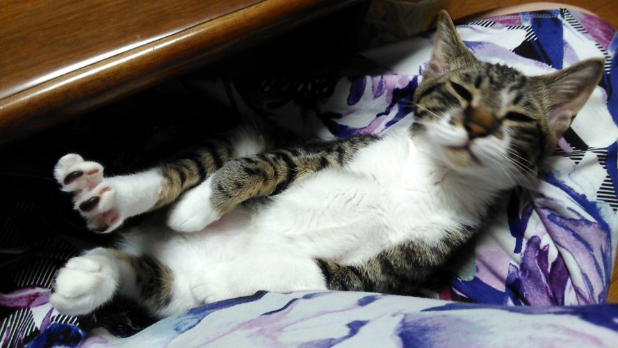 8日のチッチとこぶち♪