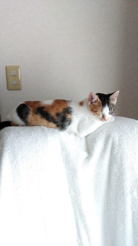 9日のチッチとこぶち（こぶちがゲー）