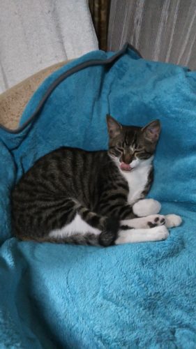 10日のチッチとこぶち（こぶちの発情期）