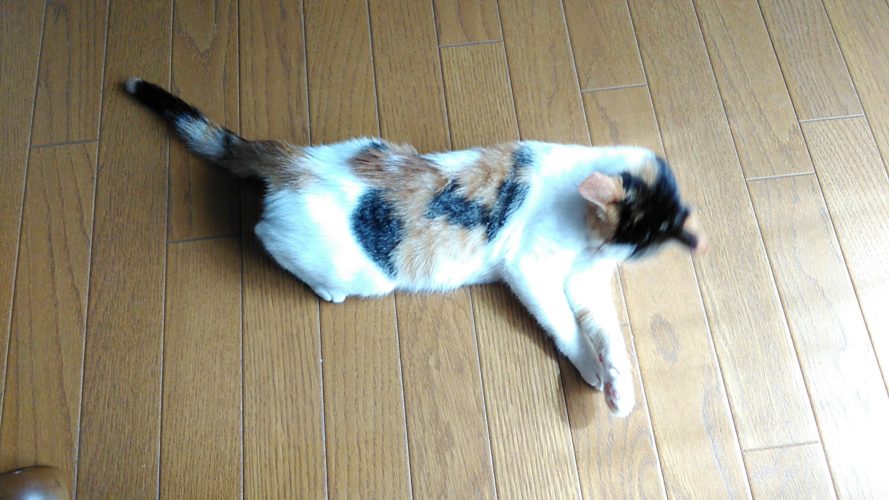 12日のチッチとこぶち♪