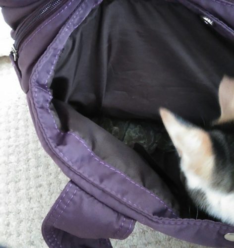 14日のチッチとこぶち♪