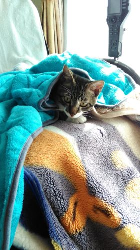 15日のチッチとこぶち♪