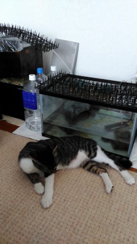 16日のチッチとこぶち（去勢・避妊手術）