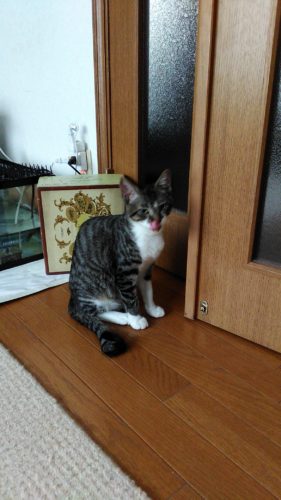 17日のチッチとこぶち（退院して）♪