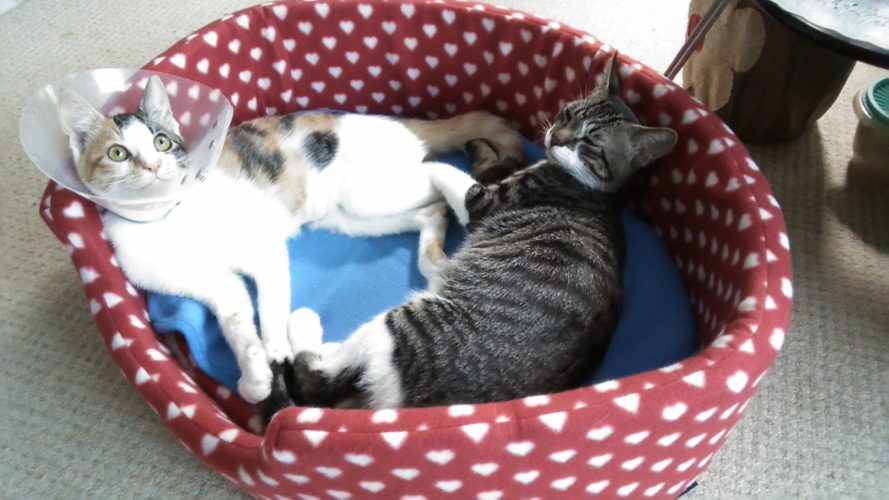 18日のチッチとこぶち♪