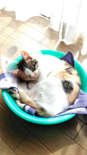 21日のチッチとこぶち♪