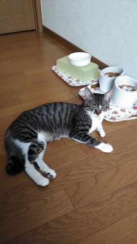 25日のチッチとこぶち（こぶちがゲー）♪