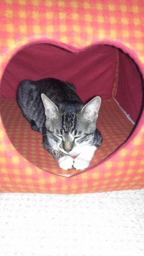 26日のチッチとこぶち（こぶちがゲー）♪