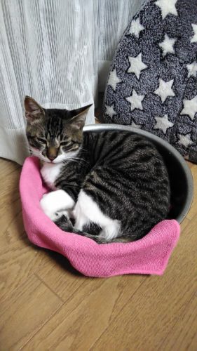 2日のチッチとこぶち♪