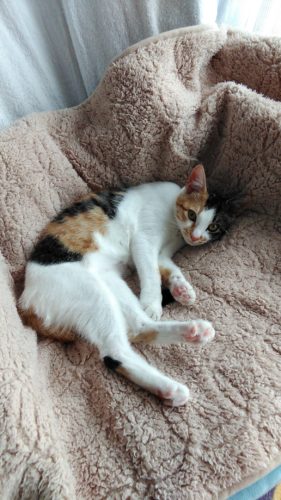 6日のチッチとこぶち♪