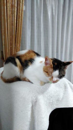 8日のチッチとこぶち♪