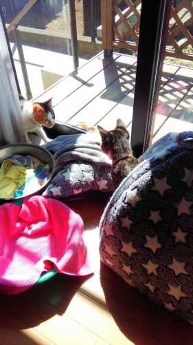 10日のチッチとこぶち♪