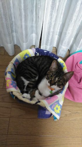 11日のチッチとこぶち♪