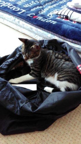 12日のチッチとこぶち（6ヶ月になりました）（チッチがゲー）♪