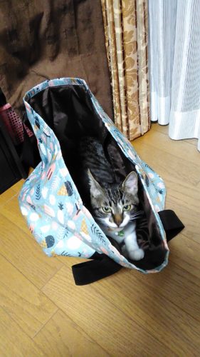 13日のチッチとこぶち（チッチがゲー）♪